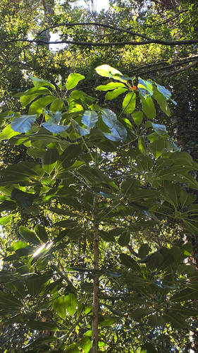 Heptapleurum actinophyllum (Australian Umbrella Tree) (alternate view 4)