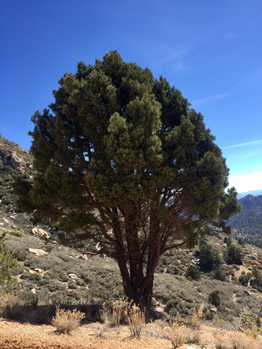 Pinus × kohae (Arizona Singleleaf Pinyon)