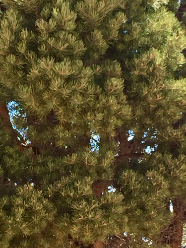 Pinus × kohae (Arizona Singleleaf Pinyon) (alternate view 2)