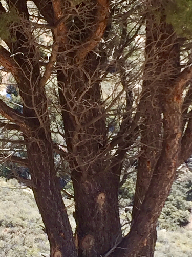 Pinus × kohae (Arizona Singleleaf Pinyon) (alternate view 3)