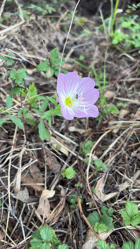 Oenothera speciosa (pinkladies, pink evening primrose) (alternate view 3)