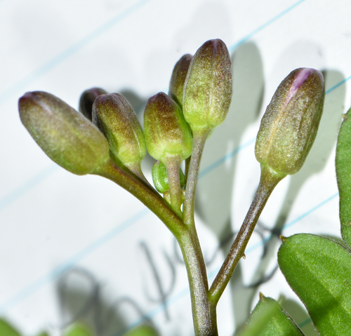 Cardamine maxima (Large Toothwort)