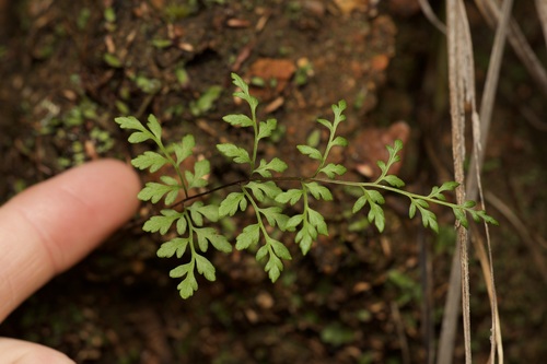 Cheilanthes austrotenuifolia (Rock Fern) (alternate view 5)