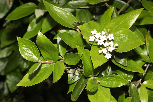 Viburnum × burkwoodii (Burkwood viburnum) (alternate view 3)