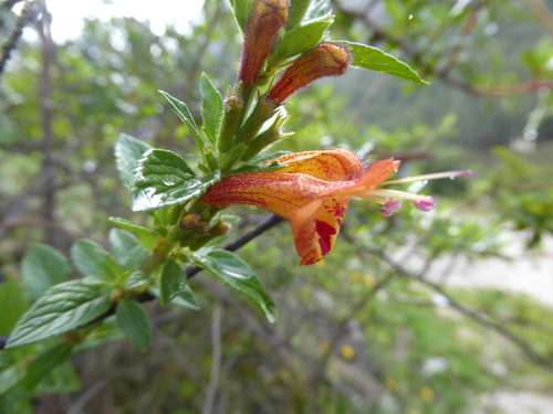 Clinopodium (Calamints) (alternate view 8)