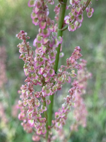 Rumex hastatulus (Hastate-leaved dock) (alternate view 8)