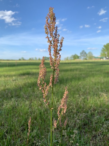 Rumex hastatulus (Hastate-leaved dock) (alternate view 9)
