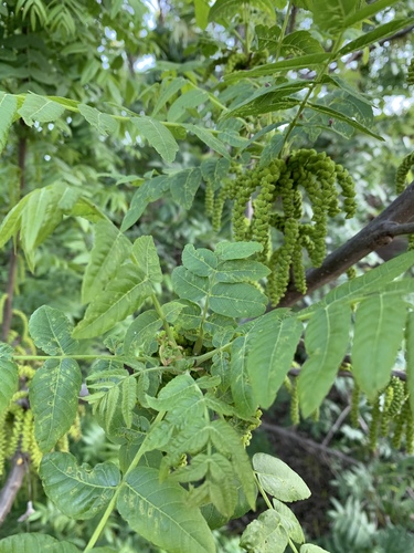 Juglans californica (California Black Walnut)