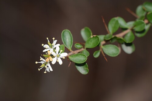 Bursaria spinosa (Australian Blackthorn) (alternate view 6)
