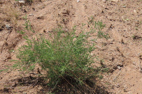 Phyllanthus (alternate view 7)