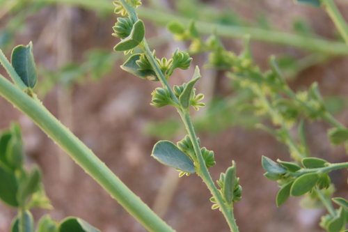 Phyllanthus (alternate view 6)