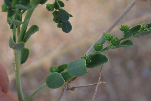Phyllanthus (alternate view 5)