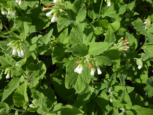 Symphytum orientale (Soft Comfrey)