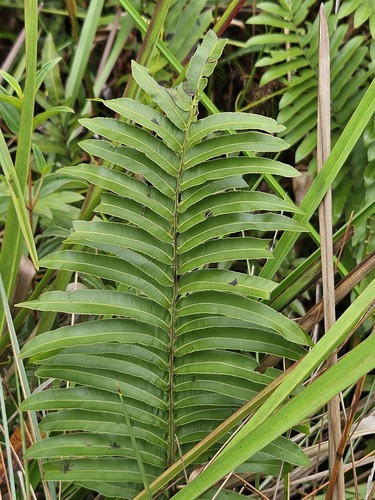 Telmatoblechnum serrulatum (toothed midsorus fern) (alternate view 6)