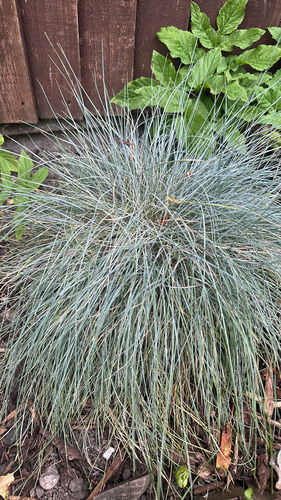 Festuca glauca (blue fescue)