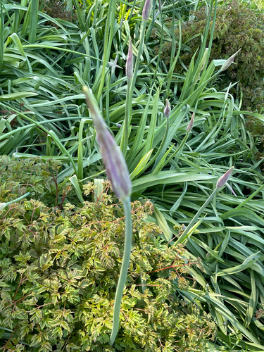 Allium siculum (alternate view 9)