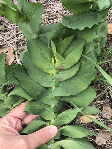 Bupleurum rotundifolium (alternate view 9)