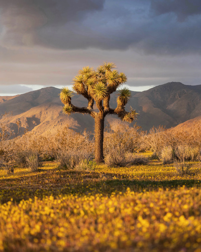 Yucca brevifolia (Western Joshua Tree) (alternate view 7)