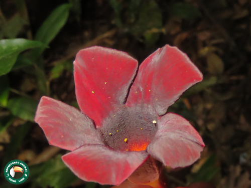 Allamanda (alternate view 9)