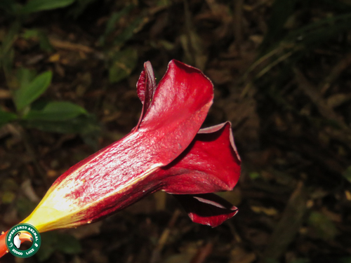 Allamanda (alternate view 10)