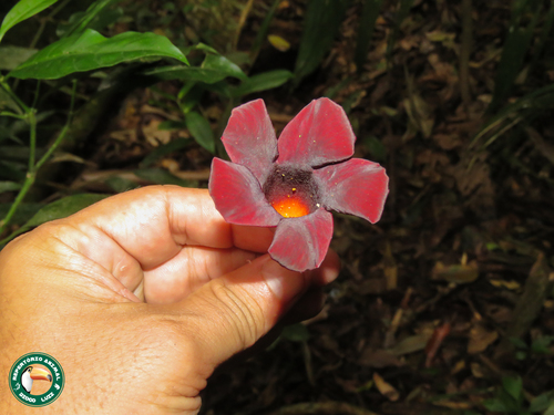 Allamanda (alternate view 11)