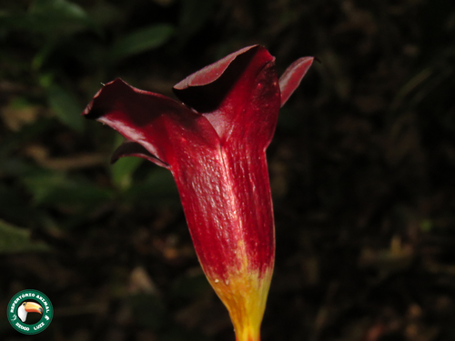 Allamanda (alternate view 12)