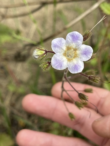 Phacelia parryi (Parry's phacelia) (alternate view 2)
