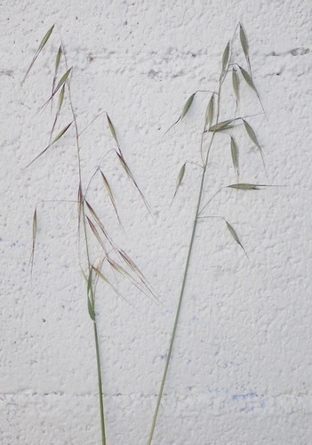 Avena fatua (wild oat) (alternate view 6)