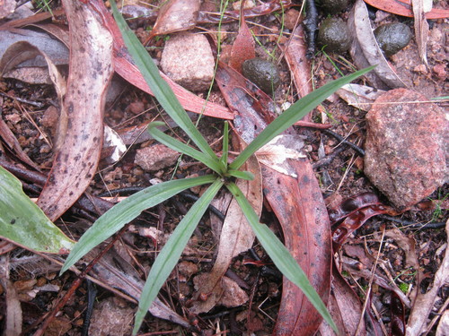 Disa bracteata (Bract Disa) (alternate view 7)
