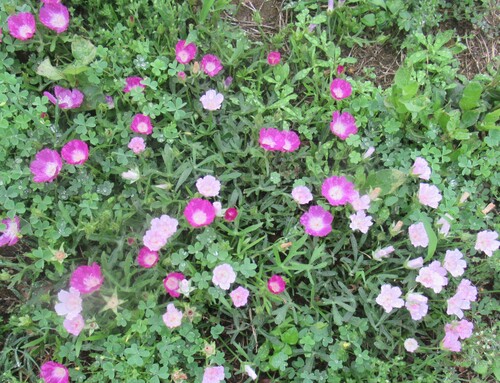 Callirhoe involucrata (winecup mallow) (alternate view 4)
