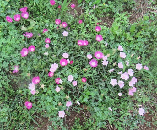 Callirhoe involucrata (winecup mallow) (alternate view 5)