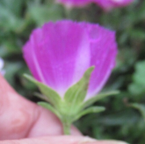 Callirhoe involucrata (winecup mallow) (alternate view 2)