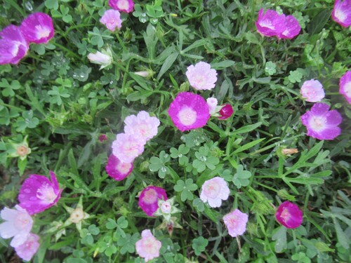 Callirhoe involucrata (winecup mallow) (alternate view 3)
