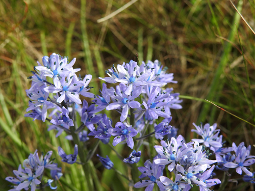Hyacinthoides (Bluebells) (alternate view 5)