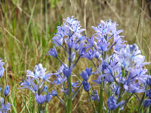 Hyacinthoides (Bluebells) (alternate view 6)