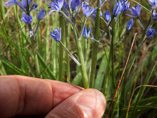 Hyacinthoides (Bluebells) (alternate view 7)