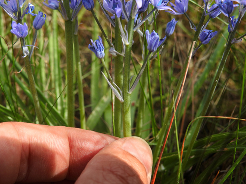 Hyacinthoides (Bluebells) (alternate view 8)
