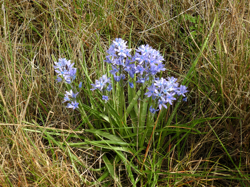 Hyacinthoides (Bluebells) (alternate view 9)