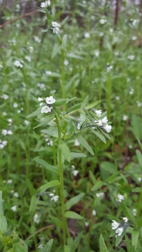 Buglossoides arvensis (corn gromwell) (alternate view 4)