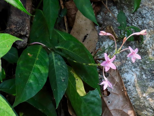 Pseuderanthemum (alternate view 9)