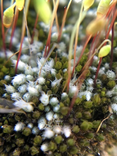 Bryum (alternate view 9)