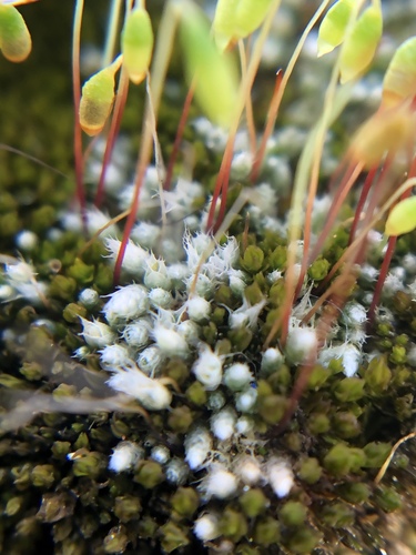 Bryum (alternate view 8)