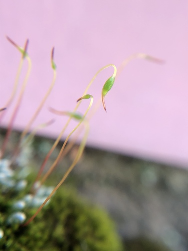 Bryum (alternate view 6)