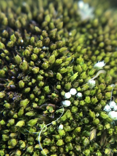 Bryum (alternate view 7)