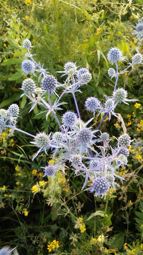 Eryngium planum (Blue Eryngo) (alternate view 3)
