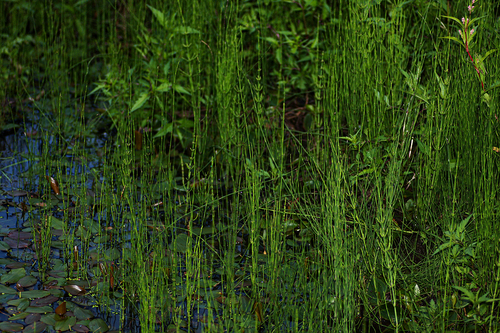Equisetum palustre (marsh horsetail)