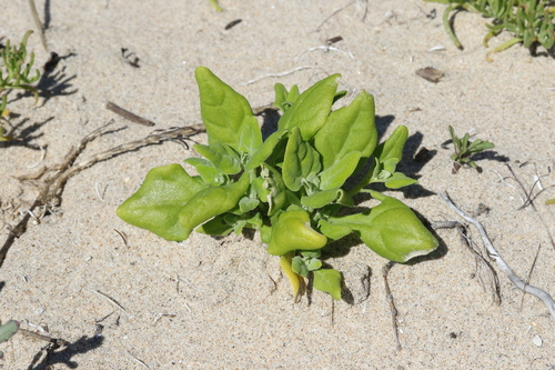 Tetragonia tetragonoides (New Zealand Spinach) (alternate view 3)