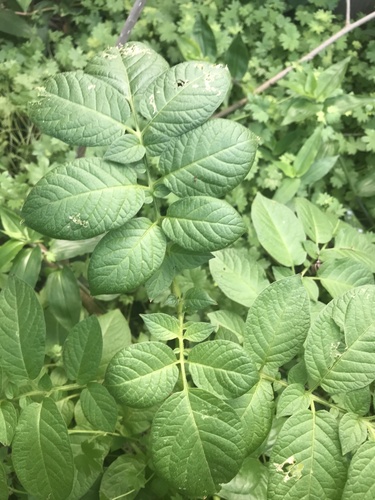 Solanum tuberosum (potato)