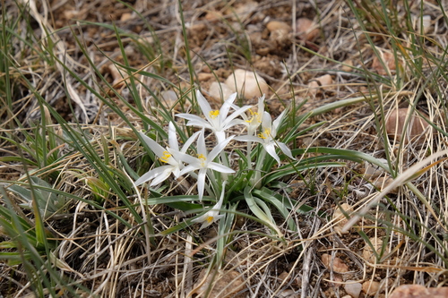 Leucocrinum montanum (common starlily) (alternate view 3)