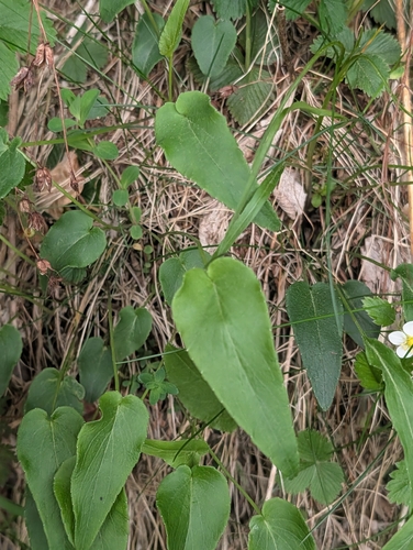 Phyteuma scheuchzeri (Oxford Rampion)
